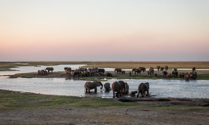Elephants in the Chobe river, Botswana