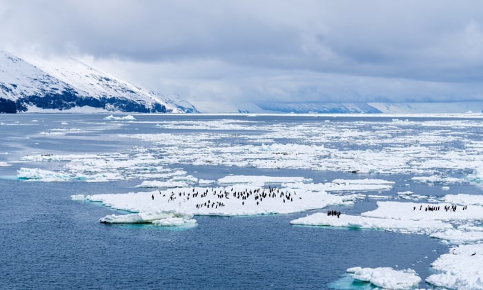 Adelie penguin colony in Cape Adare, East Antarctica