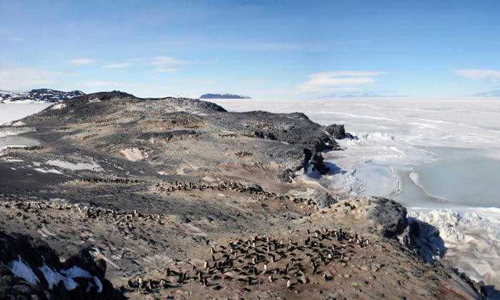 Adelie Penguins, Cape Royds