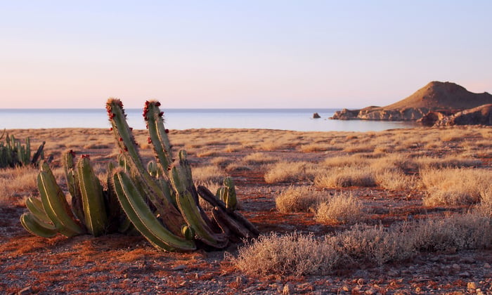 Cactus in the Sea of Cortez, Mexico