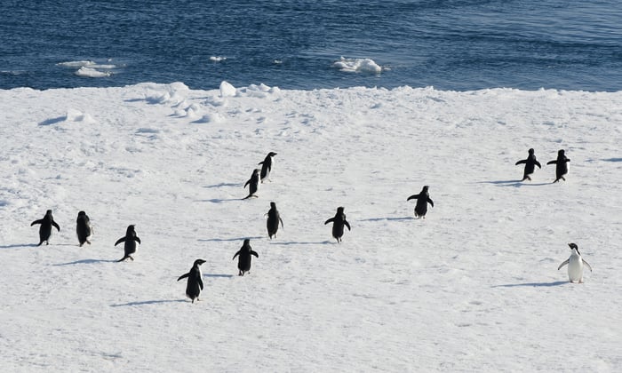 Adelie_penguins_Antarctic_Sound_Antarctic_Peninsula