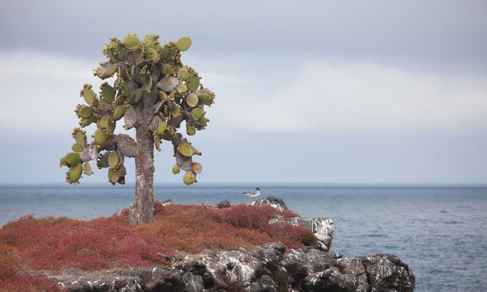 Prickly pear cactus on South Plaza Island, Galapagos