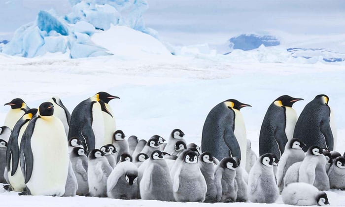 March of the Penguins