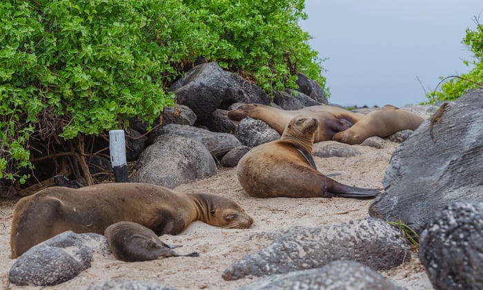 Espanola_SeaLion_Credit_AndresCarrion