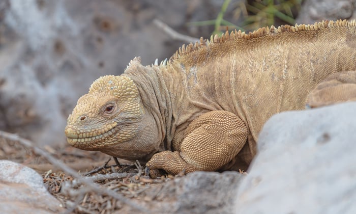 SantaFe_iguana_credit_AndresCarrion
