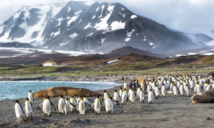 Penguins in South Georgia