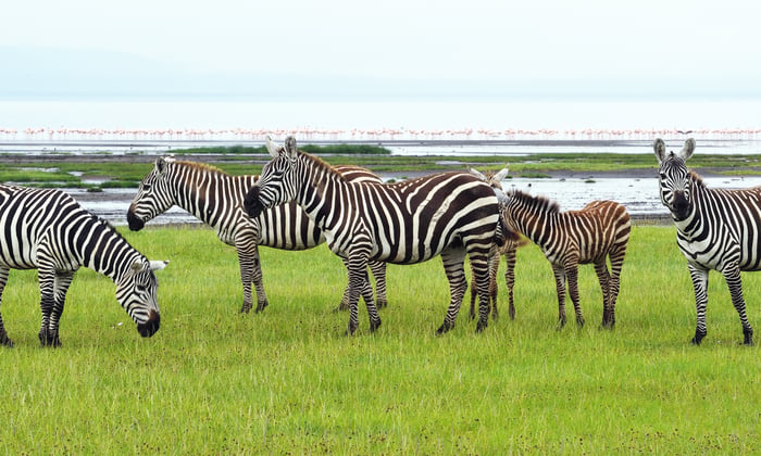 Zebras, Kenya