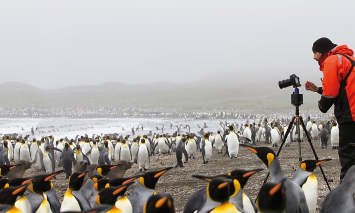 Photographer surrounded by king penguins in South Georgia