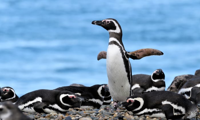 Magellanic Penguins in Puerto Madryn, Argentina