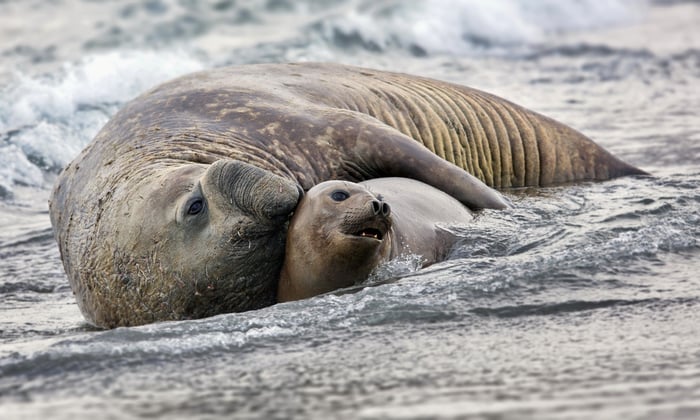 Seals in South Georgia