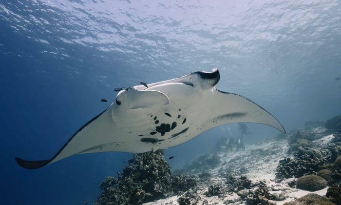Stringrays in Komodo National Park, Indonesia