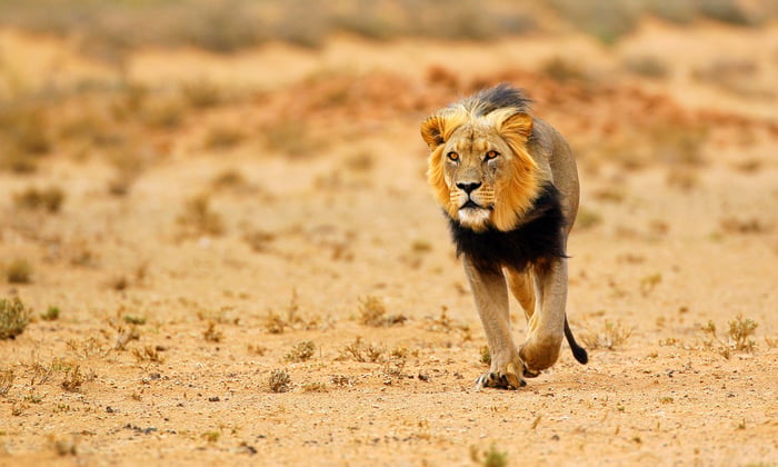 Black Maned Lion, South Africa