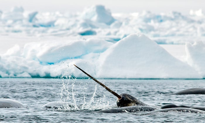 Narwhal in Arctic Bay, Canada
