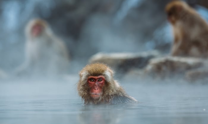 japan_snow_monkeys