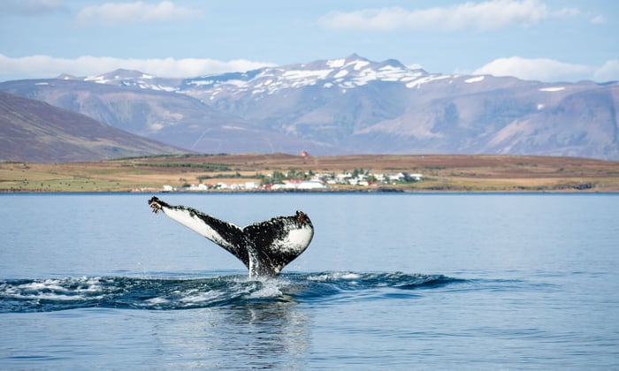 Humpback whale in Husavik, Iceland