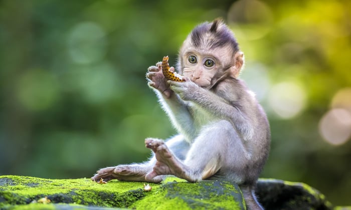 Monkey in Ubud, Bali