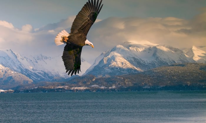 Bald eagle over Homer, Alaska
