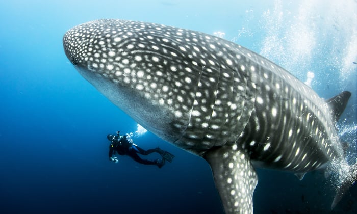 A whale shark swimming in the waters of the Galápagos Islands