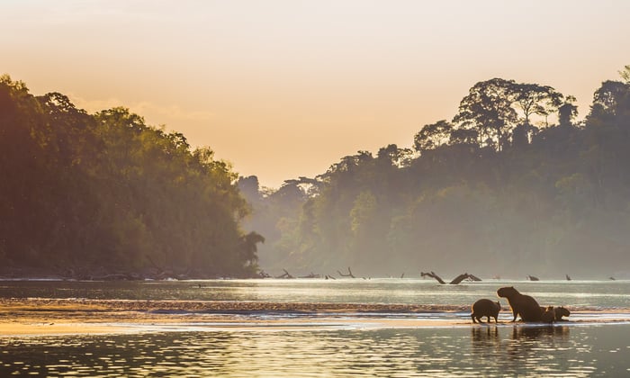 Capybaras in the Amazon