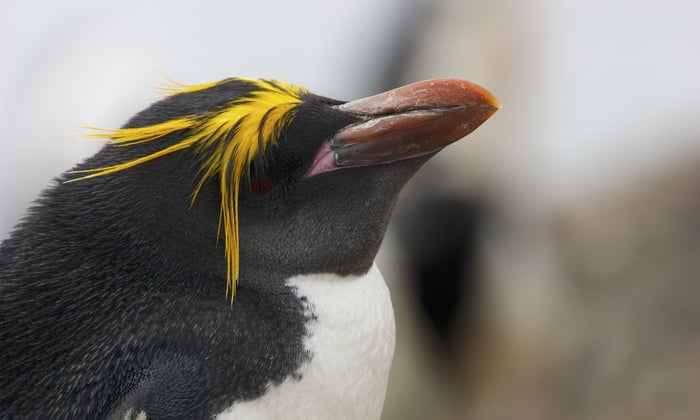 Macaroni penguin on Livingston Island, Antarctica