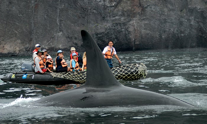 Lindblad Expeditions - Whale watching in the Galapagos