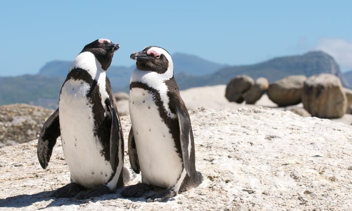 Penguins in Cape Town