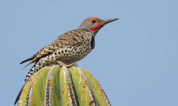 Gila woodpecker in Baja California, Mexico
