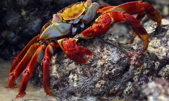 Galapagos red cliff crab