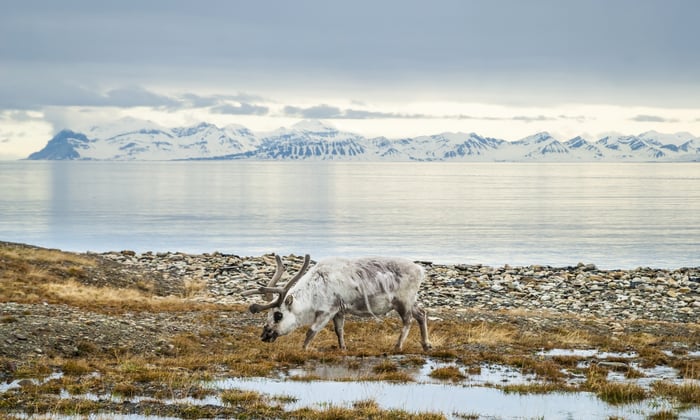 Reindeer in Svalbard