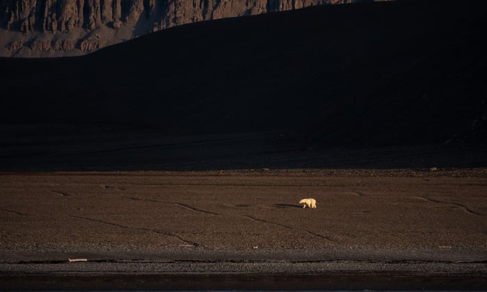Polar bear on Radstock Island
