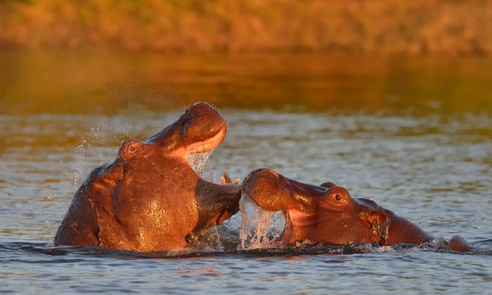 hippos_chobe_national_park