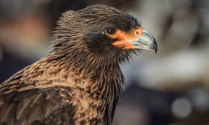 the striated caracara is one of many birds that can be seen in the falklands