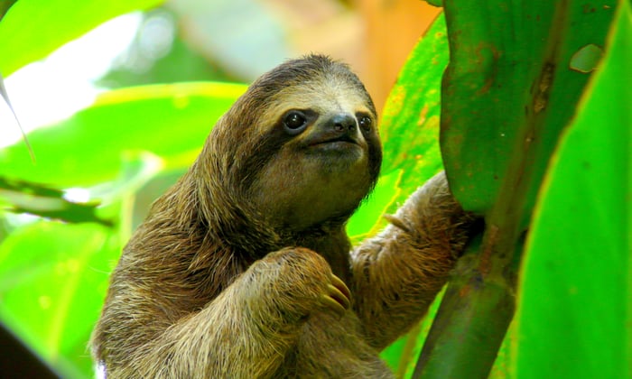 Sloth in Costa Rica