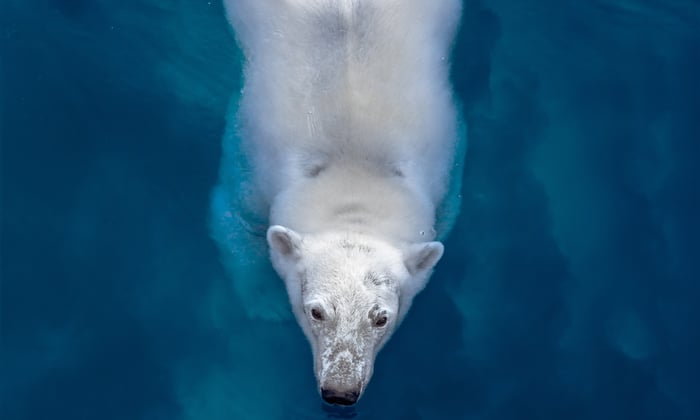 Polar Bear, Svalbard