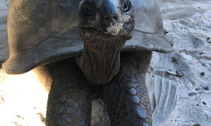 Giant tortoise in Aldabra, Seychelles