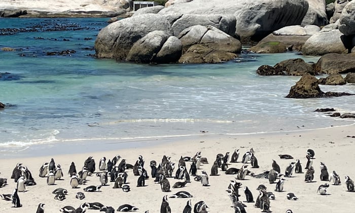Boulders Beach, Cape Town