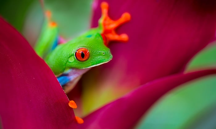 Tree frog in Costa Rica