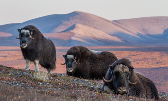 Musk oxen near Nome, Alaska