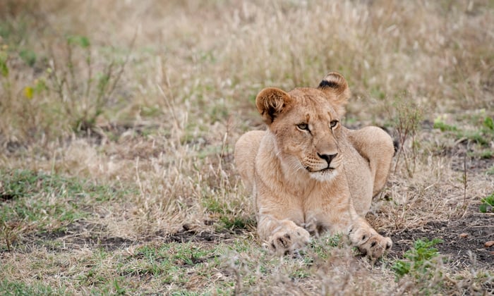 lion in south africa
