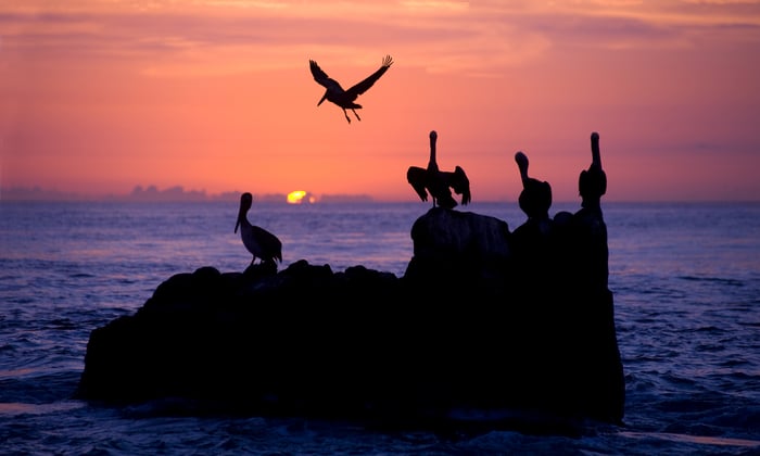 Pelicans in the Sea of Cortez, Mexico