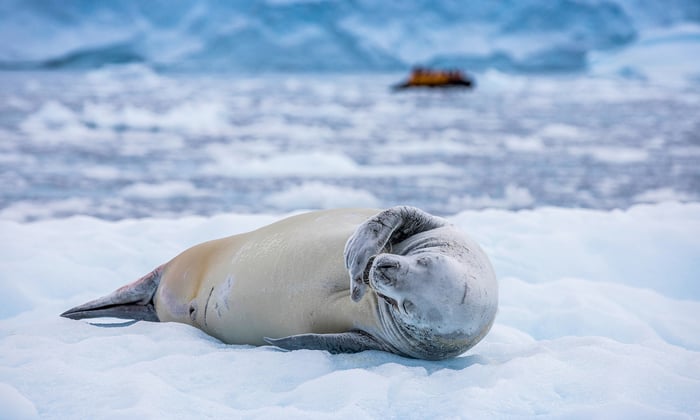 Crabeater seal in Paradise Harbour, Antarctica