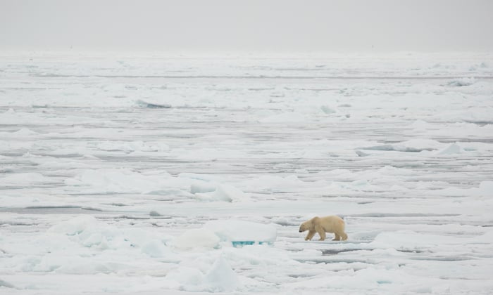 Polar bear on the Arctic ice floes
