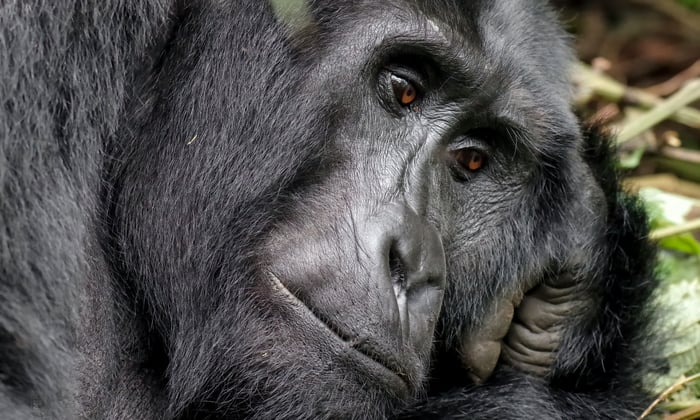 Mountain gorilla in Rwanda