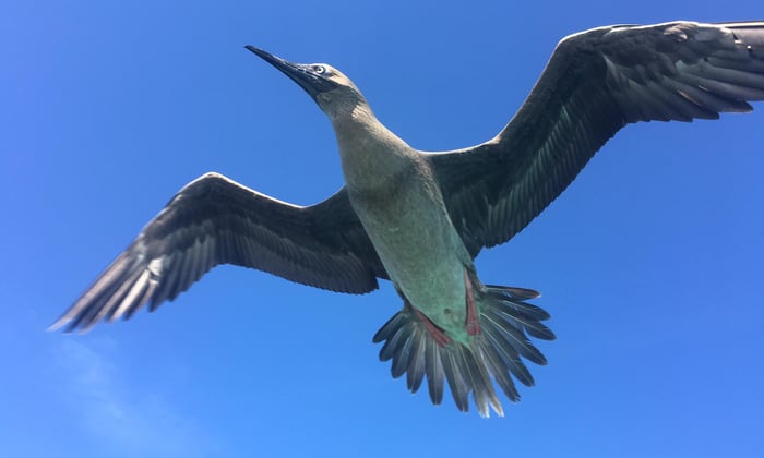 Red-footed booby, Seychelles