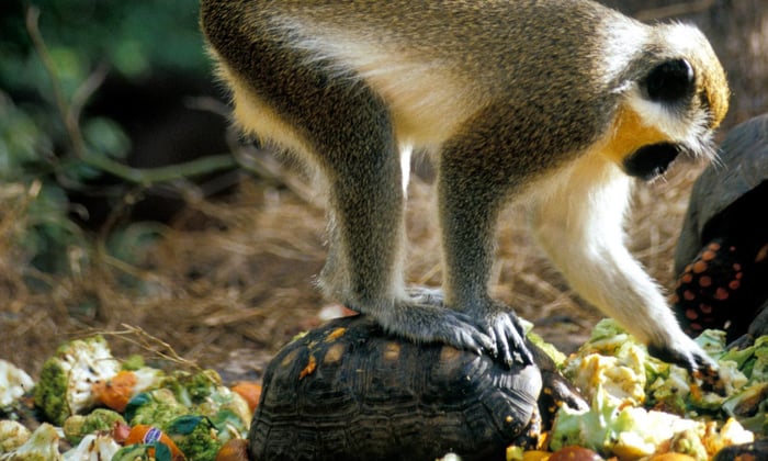 Green Monkey in Barbados
