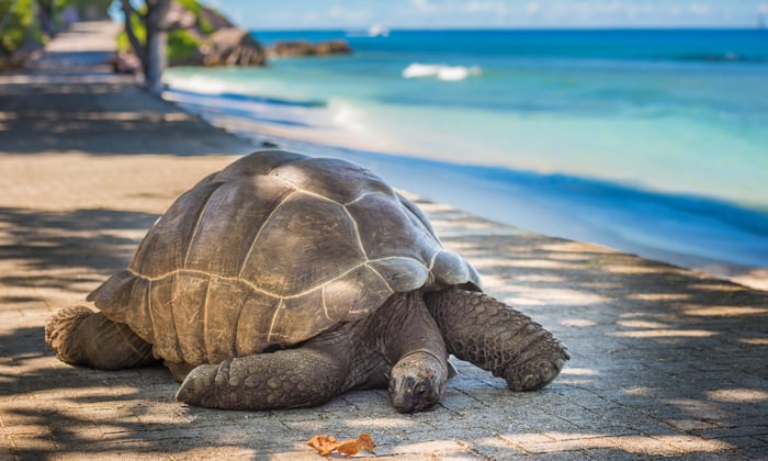 Giant tortoise in Aldabra, Seychelles