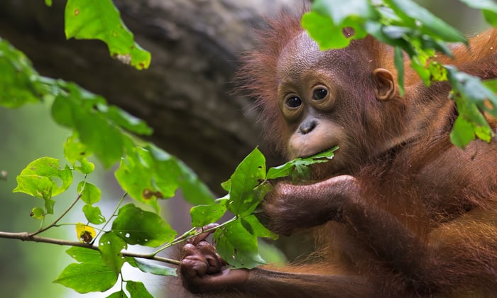 Orangutans in Borneo