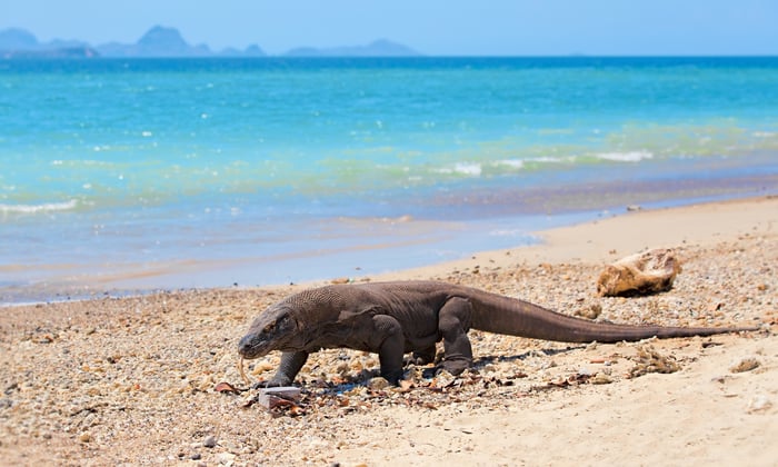Komodo dragon in Indonesia