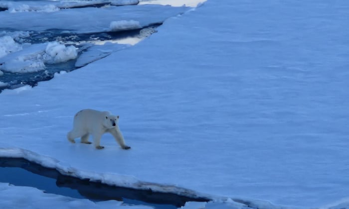 A sighting of a polar bear from Ultramarine