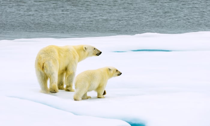 Polar bear with cub Svalbard